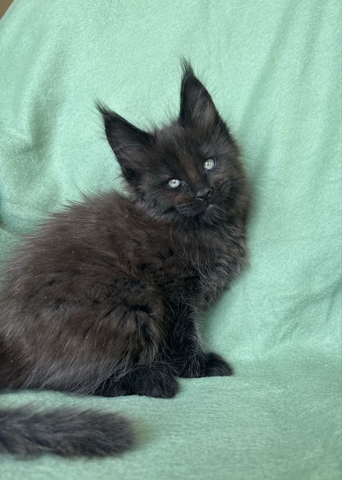 Maine coon kocurek