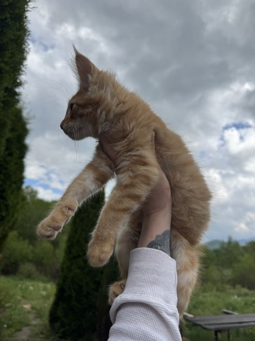 Мейн-Кун Рыжий Мальчик,котята