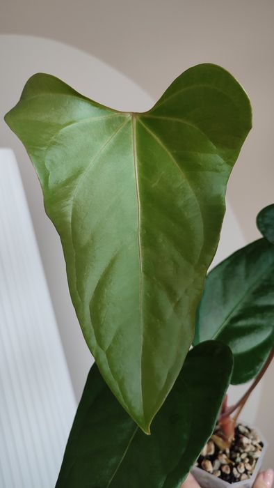Anthurium portillae
