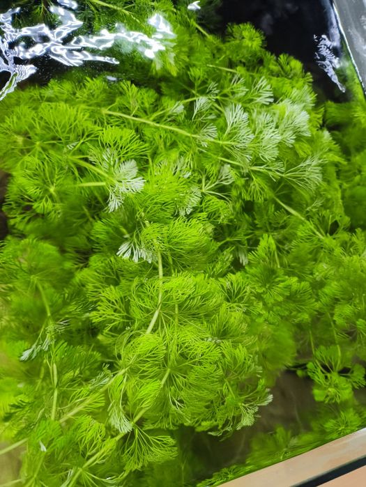 Limnophila sessiliflora