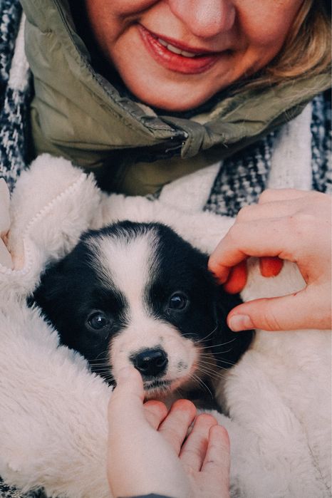 Щенки, цуцики, собака