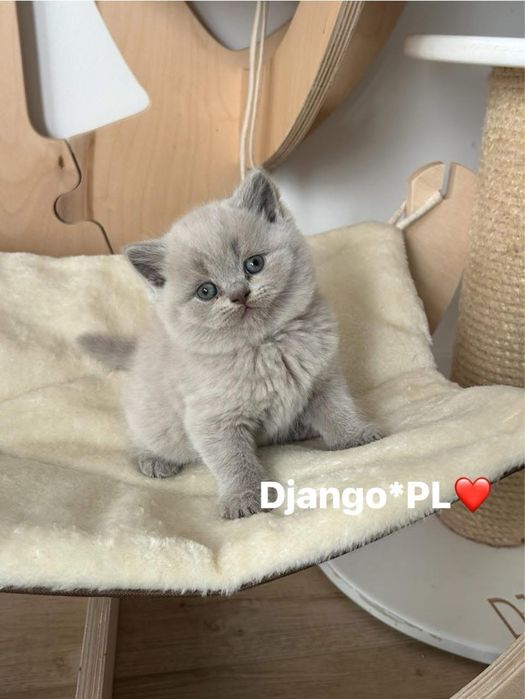 Odbiór kwiecień po utytułowanych przodkach kotka brytyjska liliowa