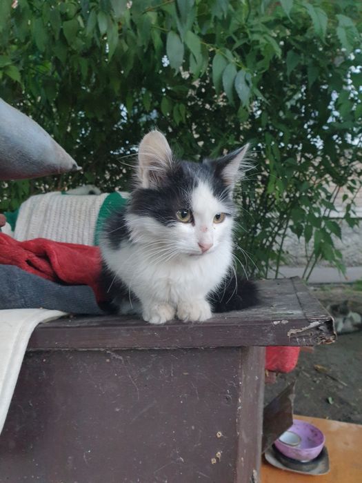 Кошеня в добрі руки