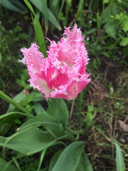 Цибулини тюльпанів , багаторічна лаванда (30-50 гр кущі)