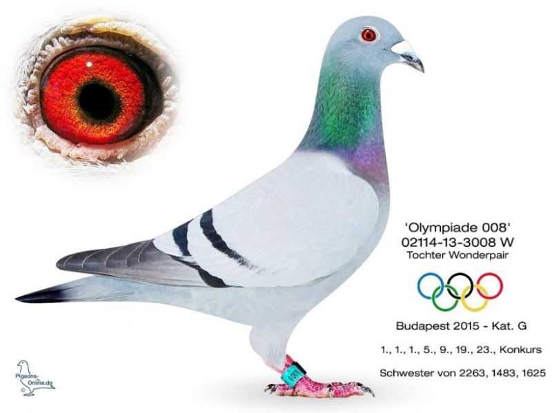 Młode para 94 Leo Heremans Inbred Turo Rossi gołąb gołębie pocztowe