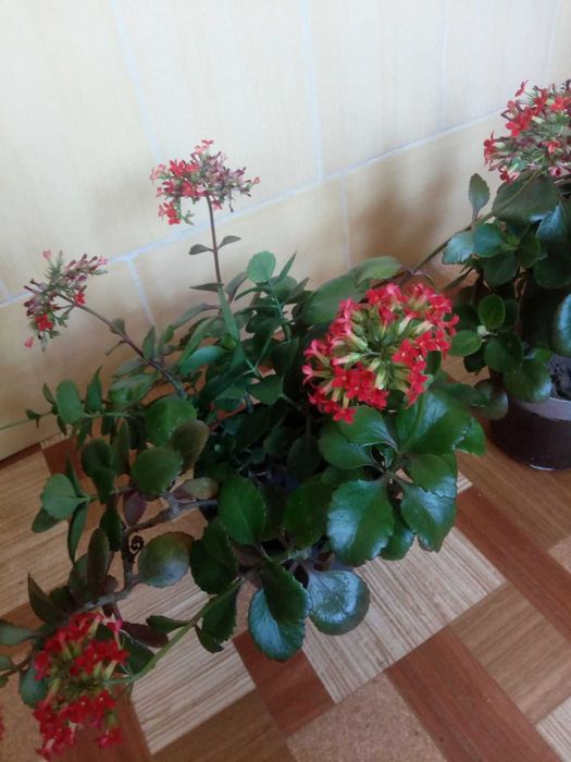 Продам каланхое. Червоні квіти