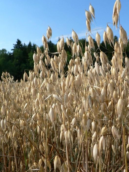 Gryka/Owies/Pszenżyto/Poplon/Opał