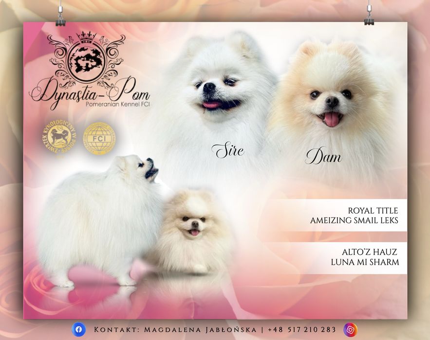 Szpic miniaturowy pomeranian XXS