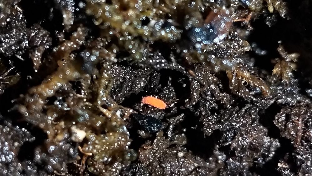Colembolos ( Springtails ) Várias Especies