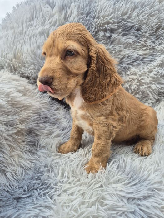 Cocker spaniel piesek 3