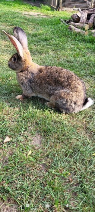 Кролі бельгійський велетень