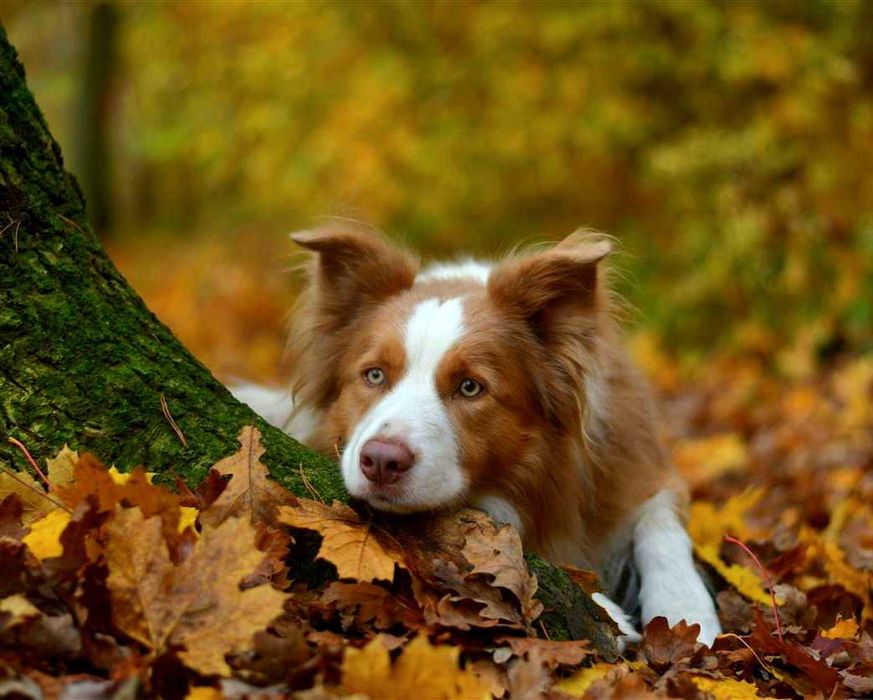 Reproduktor Border Collie FCI