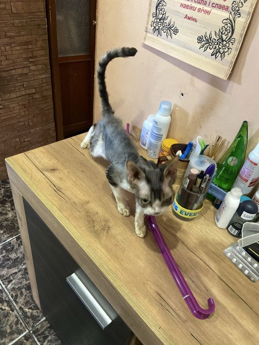 Продається кітка Девон  Рекс ,