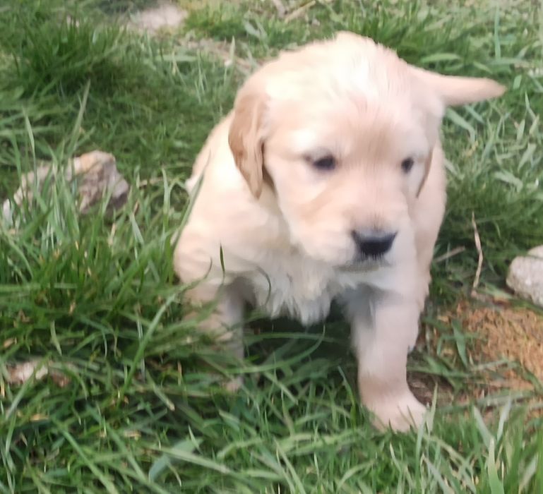 Golden retriever