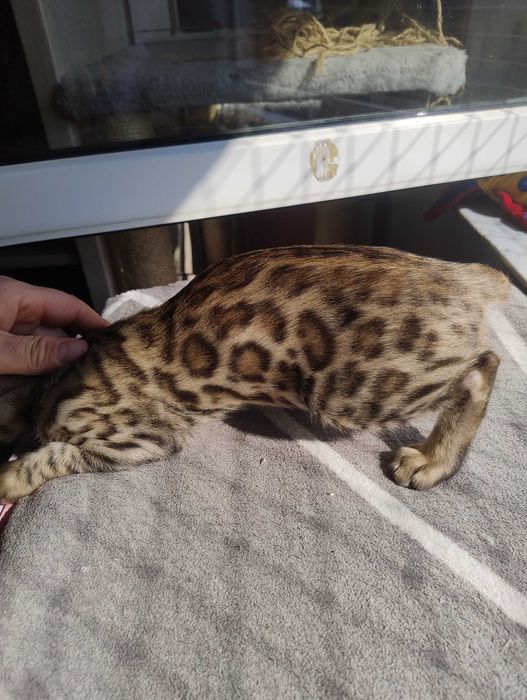 Kocurek  bengalska