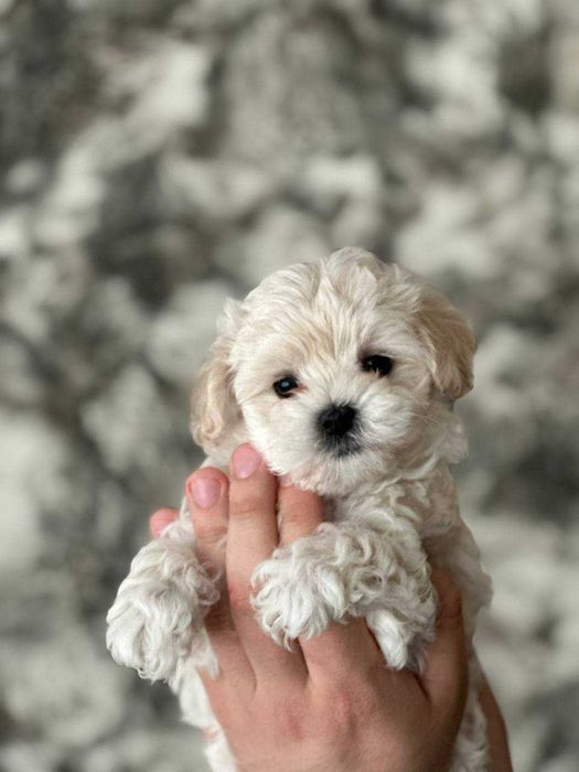 Продам щенят Мальтіпу