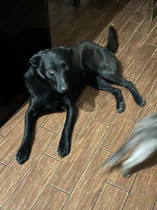 Wspanialy Mentos gotowy do adopcji