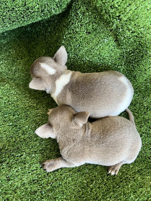 Chihuahua femea lilac com branco mini