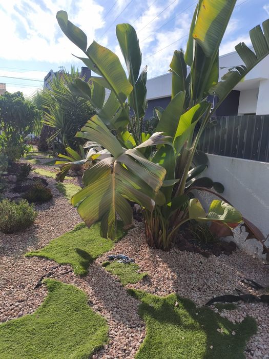 Plantas de Jardim Variadas