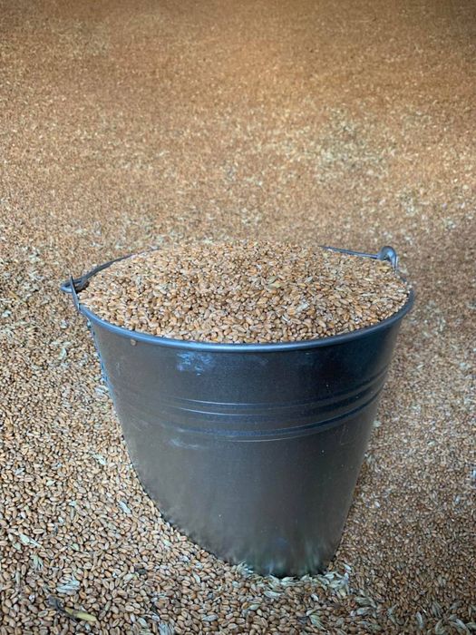 Продам зерно пшениці 2025