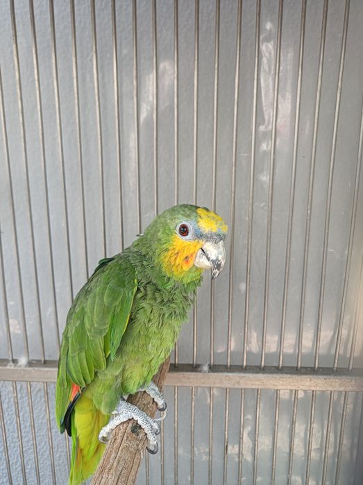 Vendo papagaio verde