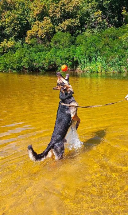 Кобель на злучку