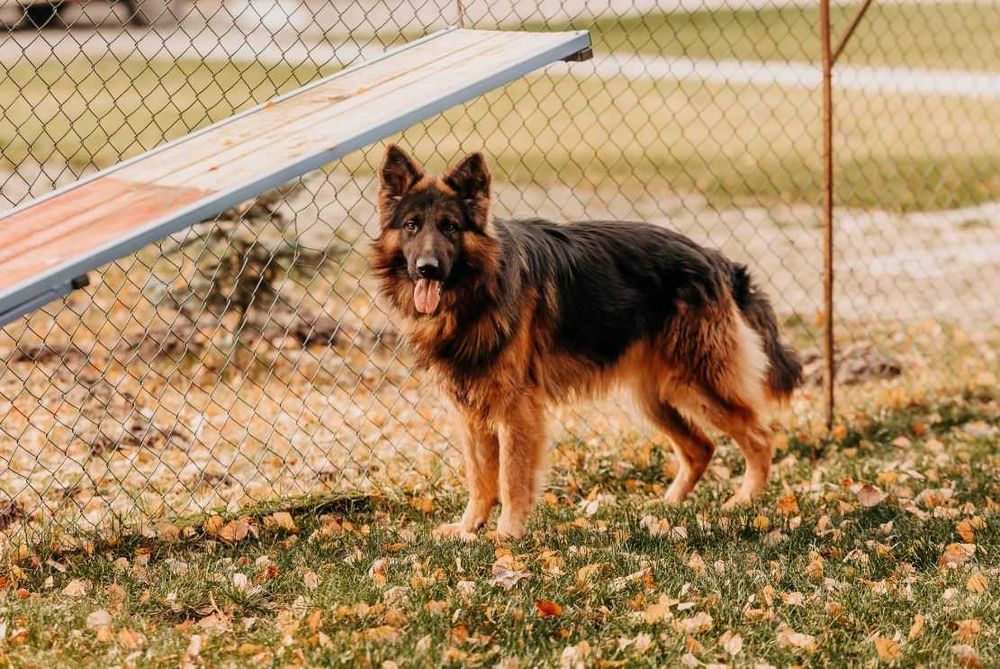 Przepiękny 2-letni Mezo w typie owczarka niemieckiego szuka domu!!!