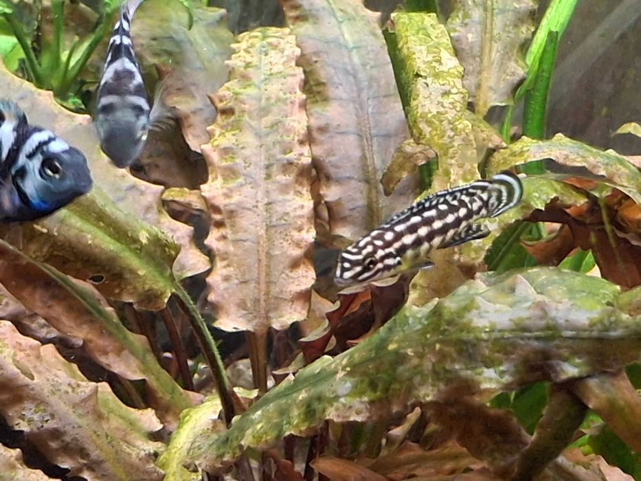 рыбки аквариумные цихлиды: попугай синий тигр юлидохромис  голубой Аки