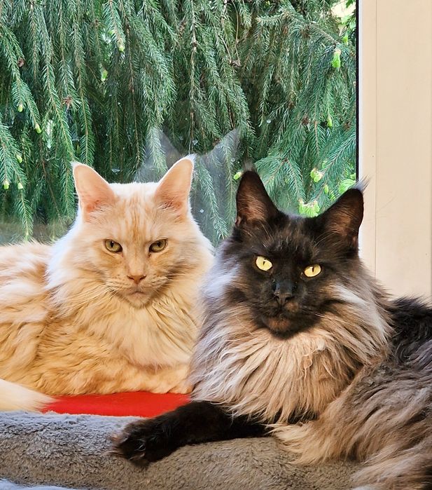 Angielski lekcje konwersacyjnie korepetycje