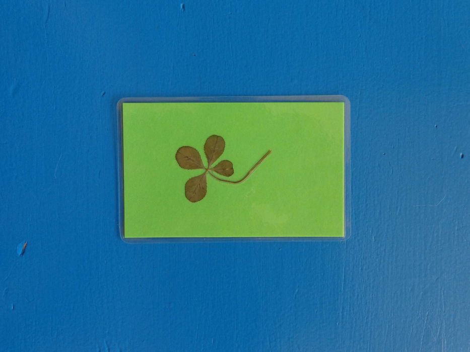 Egzaminy Czterolistna Koniczynka na szczęście