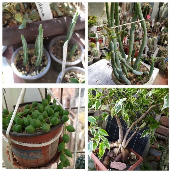 Продам излишки коллекции суккулентов