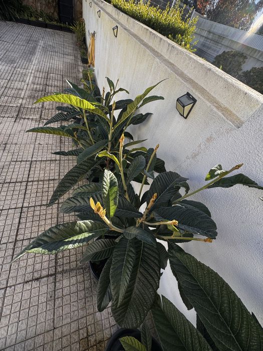 Vendo Nespereira com 2 Anos