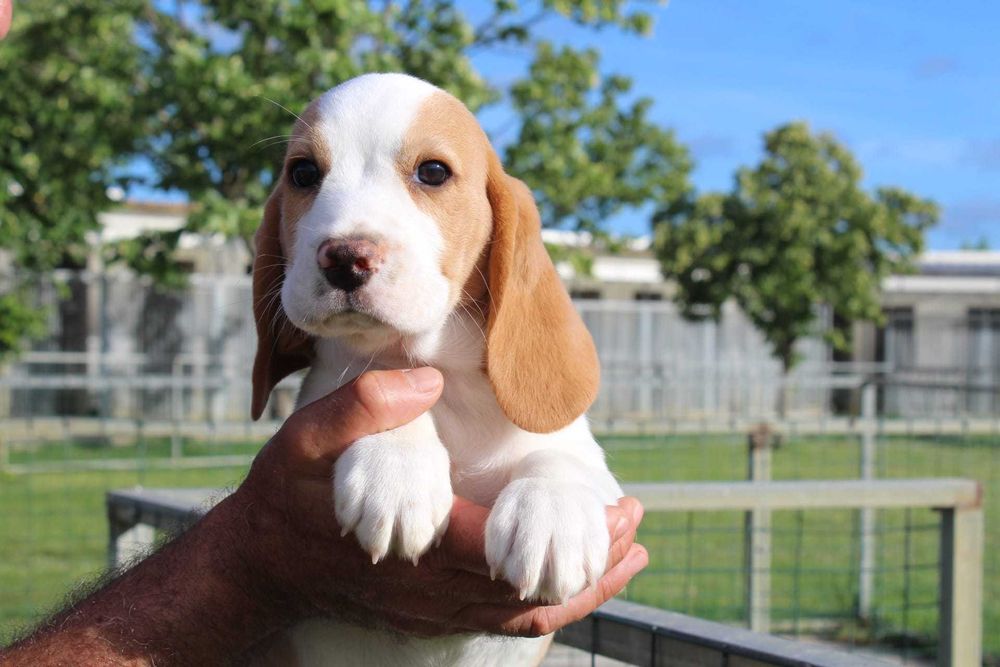 Beagle Bicolor bebé TOP