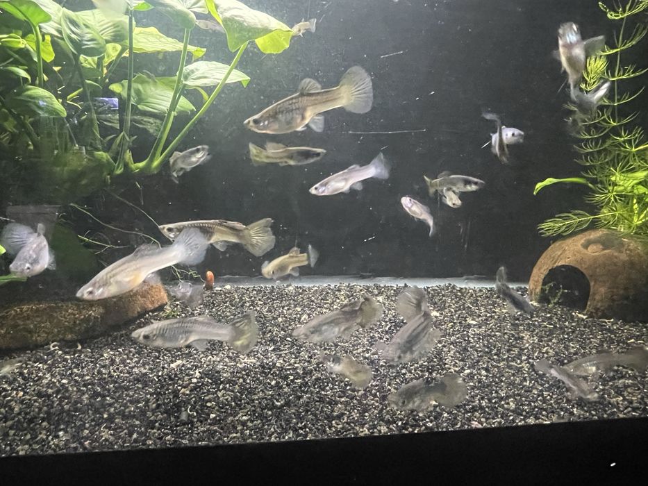 sprzedam  gupiki panda lub zamiana