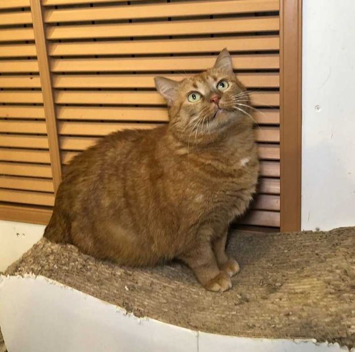 Симпатичная толстушка кошечка Паляничка, особенная кошечка!