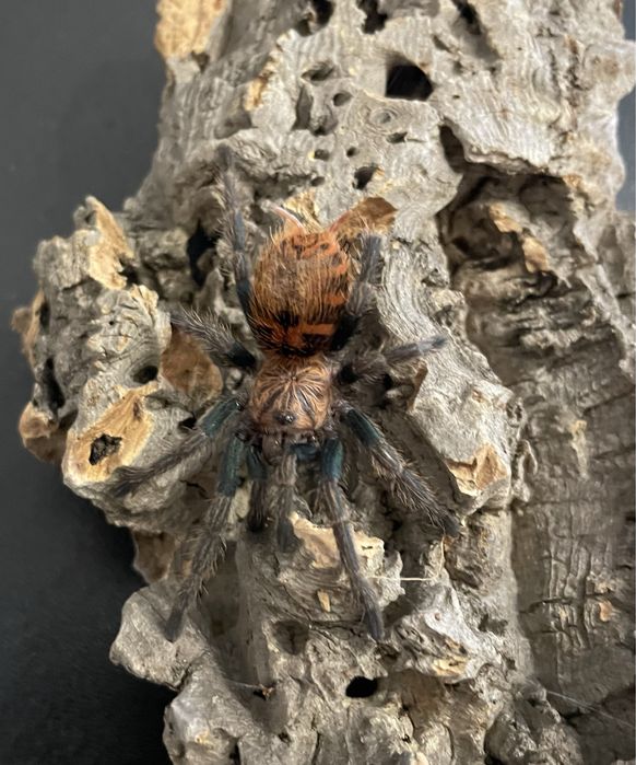 Chromatopelma cyaneopubescens 3-3,5DC