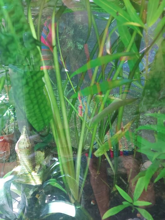 Аквариумные растения