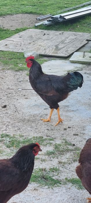 Galo rhode island red