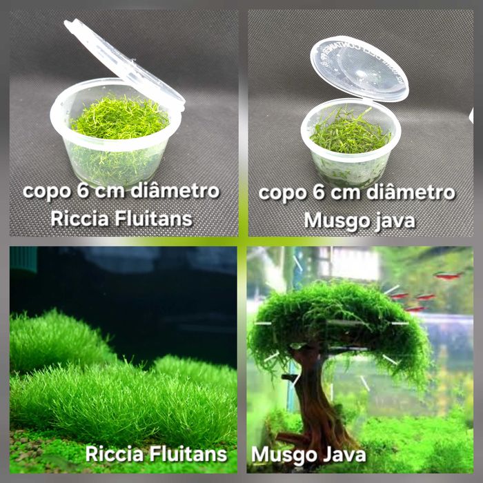 Plantas Tapete | Riccia Fluitans | Musgo de Java - Planta Aquário