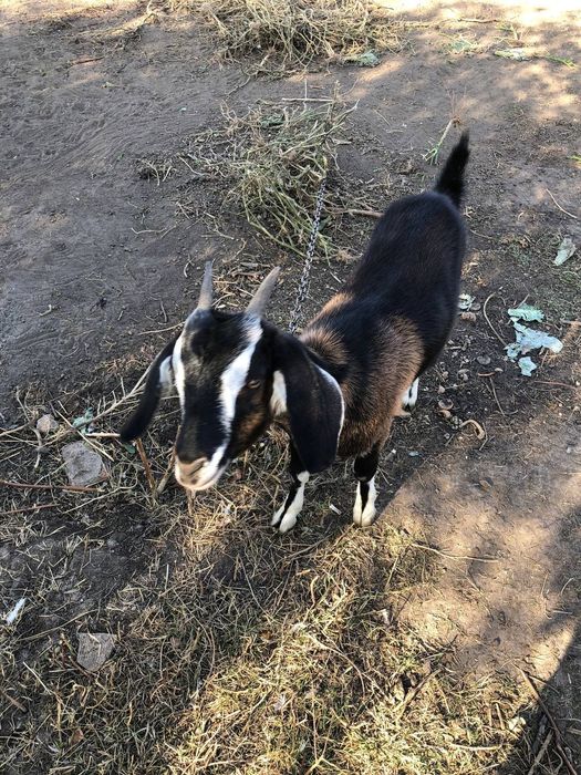 Нубийские козы молодые