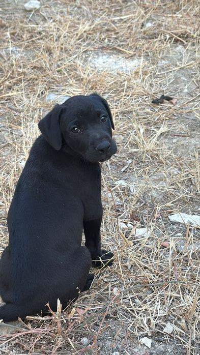 Cachorros para adoção responsável