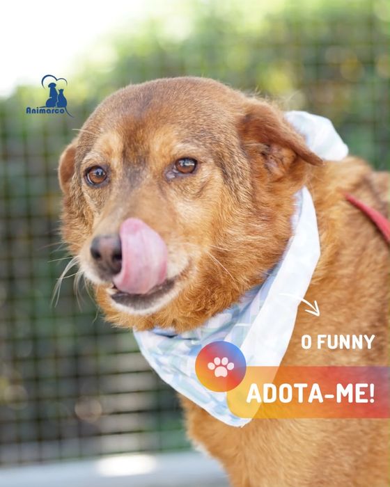 Funny - cao porte medio - para adoçao