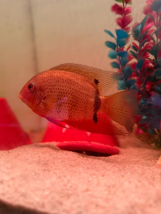 Vendo Severum notatus