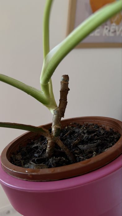 MONSTERA ALBO / монстера альба