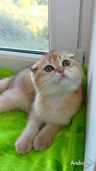 Шикарный вислоухий котик золотая шиншилла
