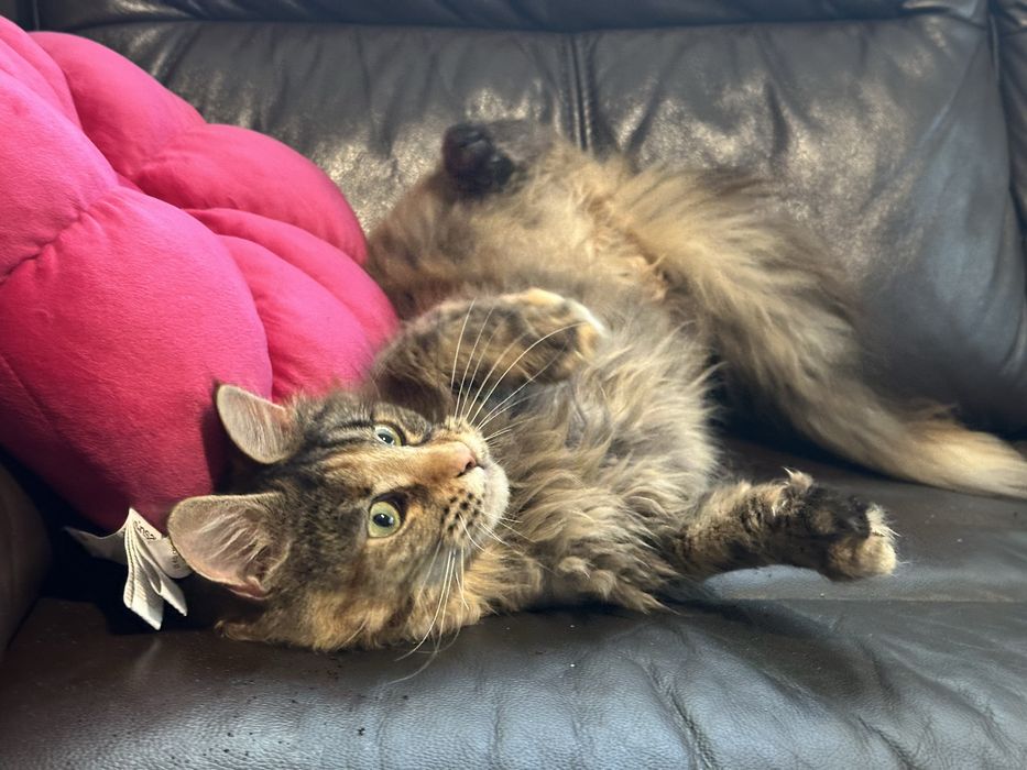 Kotka maine coon z rodowodem na sprzedaz