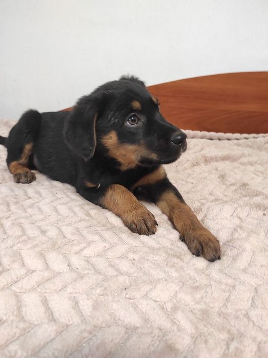 Цуценята в пошуках дому