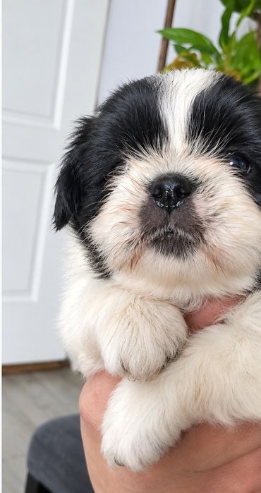 Shih tzu czerno biały piesek