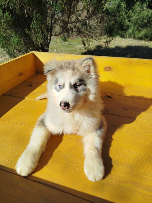 Siberian Husky piesek tel.-5.7.5.3.0.2.0.3.9.