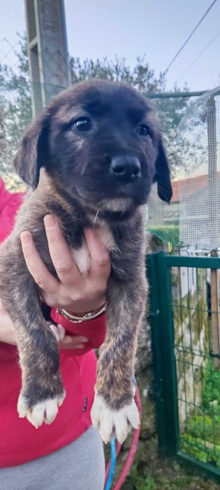 Cães de gado - mês e meio -Adoção urgente